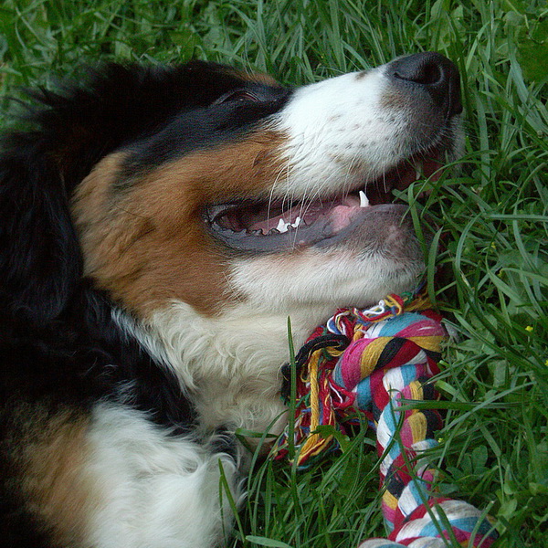 Anton PICT0884 (0)_Bildgröße ändern.jpg - Beim spielen eingeschlafen - und glücklich